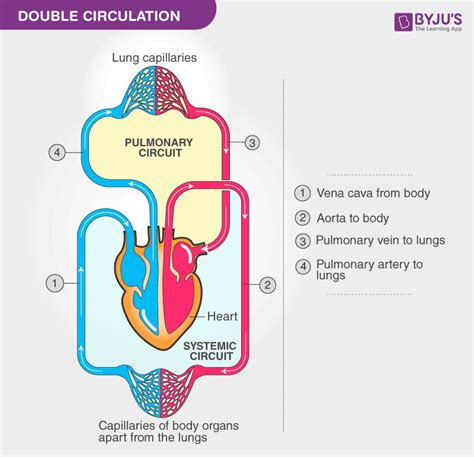 Top 74+ circulatory system sketch diagram best - seven.edu.vn