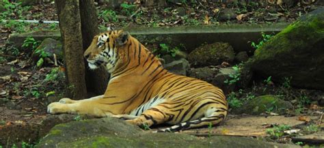 Wildlife sanctuaries in Goa