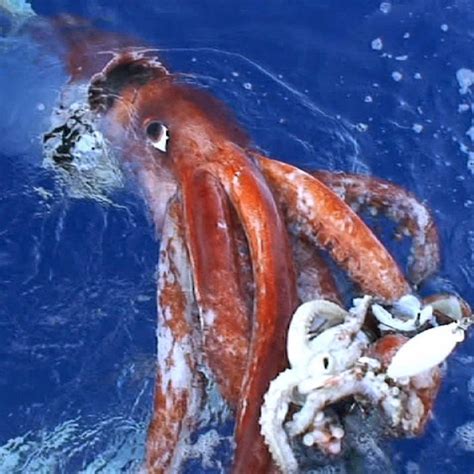 Giant Squid | National Geographic