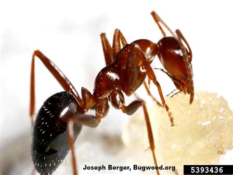 Field Ants in House: Field Ant Prevention, Control, & Info