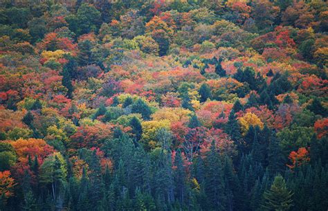 Algonquin Park - Fall Colours — ActiveDays