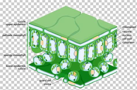 Epidermis Leaf Palisade Cell Photosynthesis Stoma PNG, Clipart, Biology ...