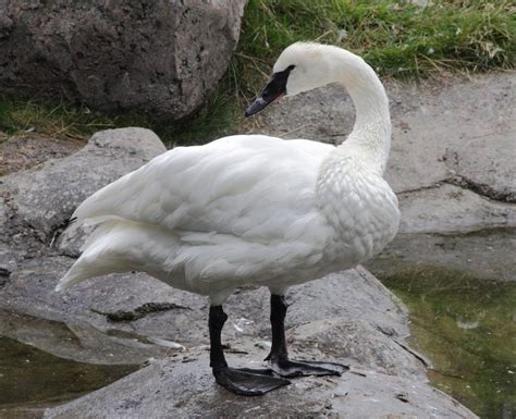 Swan Symbolism, Dreams, and Messages - Spirit Animal Totems