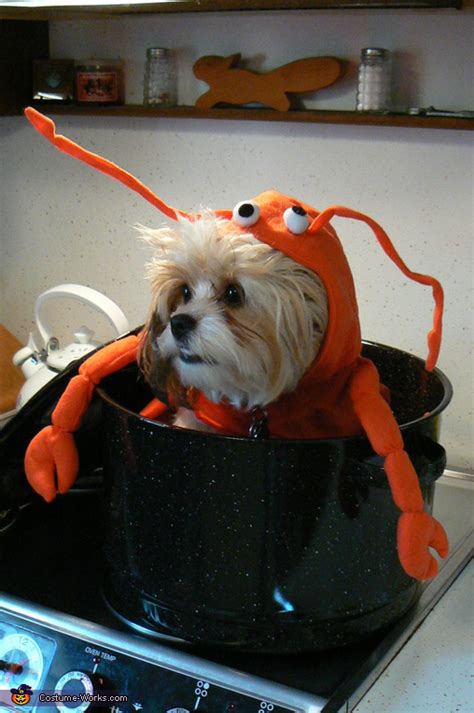 Lobster Dog Costume | Last Minute Costume Ideas