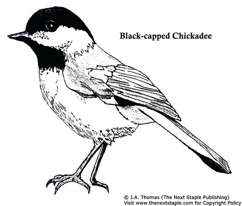 Black Capped Chickadee Drawing at GetDrawings | Free download