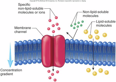 Can Starch Pass Through Dialysis Tubing