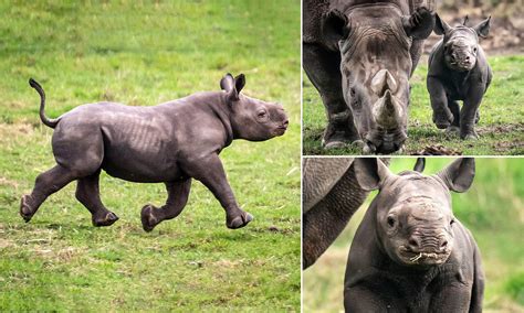 How horn-derful! Endangered baby black rhino is born in Yorkshire ...