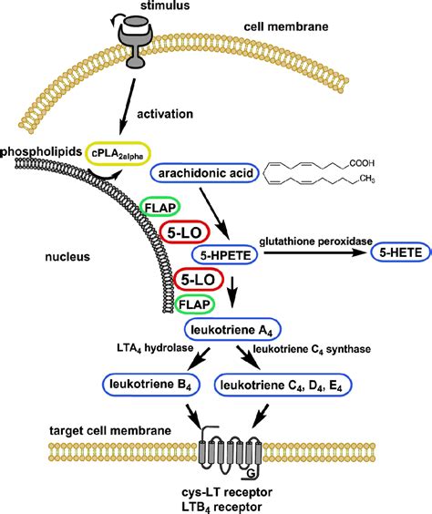 leukotriene antagonists - pictures, photos