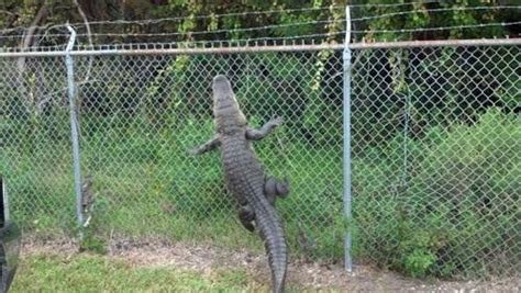 An alligator climbing a fence. : r/WTF