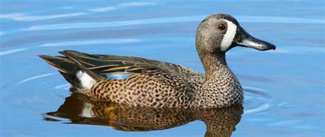 Blue-winged Teal Harvest Study: What the Numbers Say - WaterfowlChoke