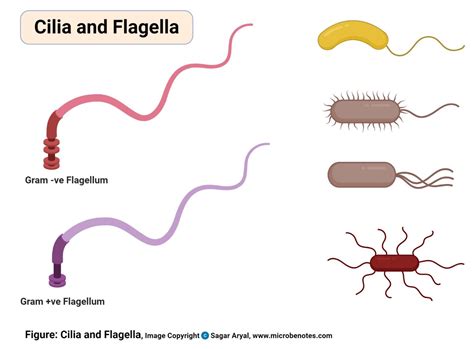 Animal Cell: Structure, Parts, Functions, Labeled Diagram