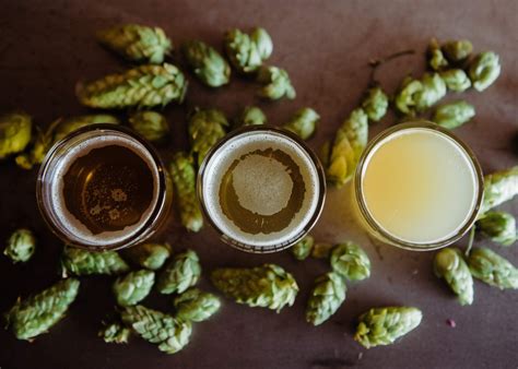 Using Hops in Home Brewing - Home Brew Guide