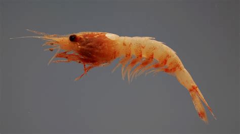 New Study Shines Light on Bioluminescent Deep-Water Shrimp – Thompson ...