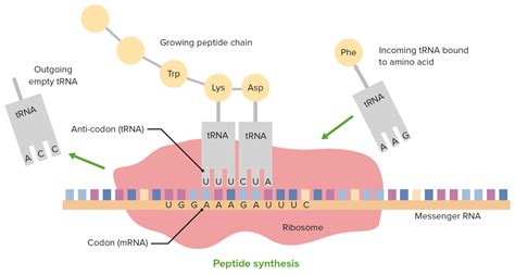 Etapas de la Transcripción | Concise Medical Knowledge