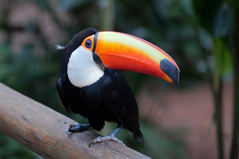 Toco Toucan Facts, Habitat, Diet, Life Cycle, Baby, Pictures