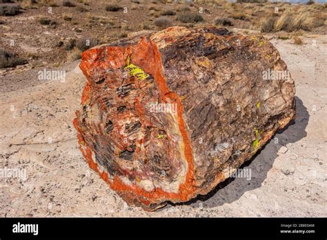 Painted Desert and petrified wood in the Petrified Forest National Park ...