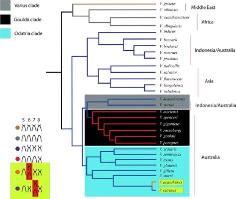 Ancestral reconstruction of the family Varanidae for karyotyped ...