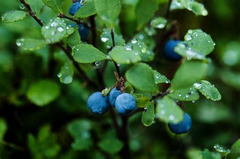 Blueberry Wallpapers - Wallpaper Cave