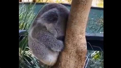 Sleeping Baby Koala