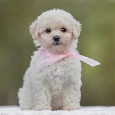 Beautiful Maltipoo Puppies for Sale | TrustedPuppies.com