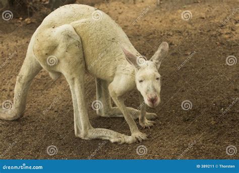 White Kangaroo Stock Image - Image: 389211