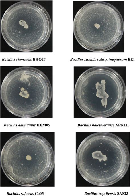 Fibrinolytic activity of bacterial isolates on fibrin agar. | Download ...