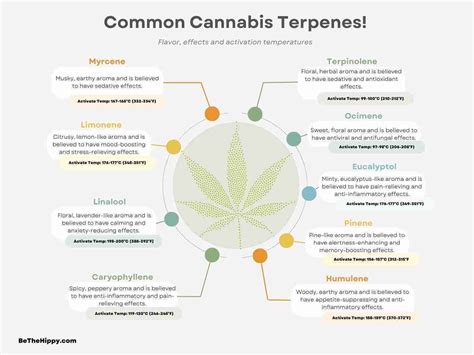 The Ultimate Guide to Cannabis Terpenes: Understanding Flavor Profiles ...