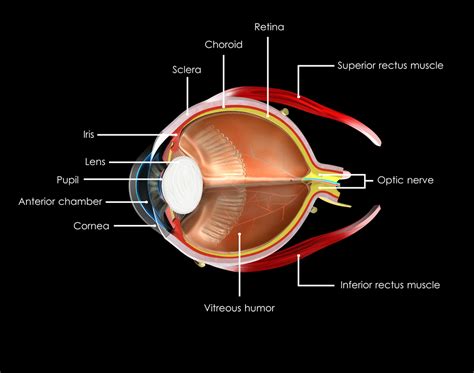 Uveitis Explained - Discovery Eye Foundation