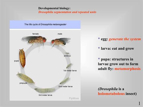 PPT - Drosophila anterior-posterior axis formation during early ...