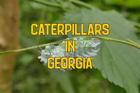 40 Caterpillars in Georgia (Pictures and Identification)