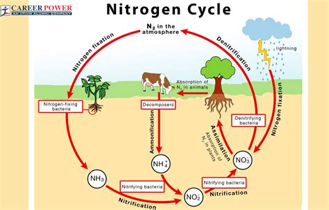 Nitrogen Cycle Definition, Process and Importance