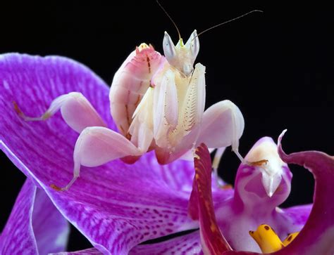 The Orchid Mantis | InsectPets