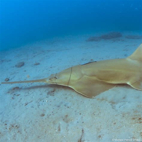 Sawfish Threats - Save Our Seas Foundation