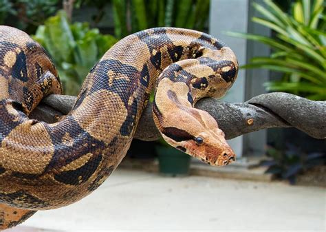 Snakes of around the world: Common Boa Constrictor