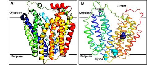 (A) Structure of the lactose permease in an inward-open conformation ...