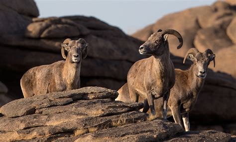 National Parks of Mongolia | Travel to Mongolian National Parks