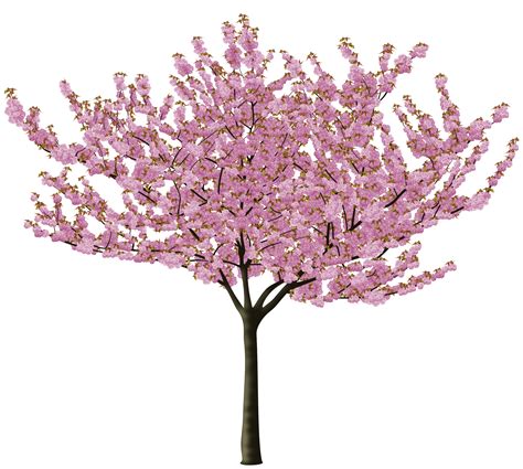 Cherry Blossom Tree Clip Art Cherry Blossom Tree Drawing Free | Hot Sex ...