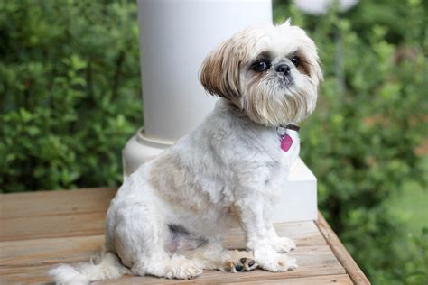 Shih Tzu Dog Breed Facts & Information | Rover.com