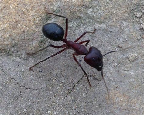 Biggest ant I've ever seen : pics