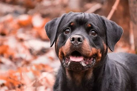 Are Rottweilers Good Guard Dogs? Here’s What We Found Out