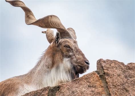 10 Wild Goat Breeds To Know About - The Happy Chicken Coop