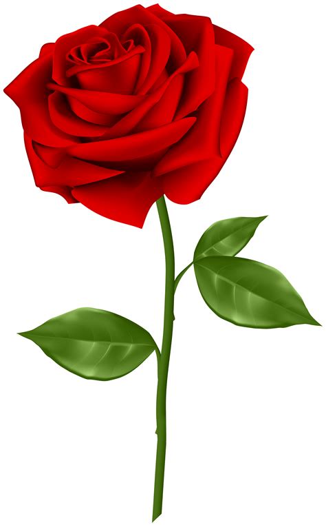 Red Rose Transparent PNG Clip Art | High-Quality Images and Transparent ...