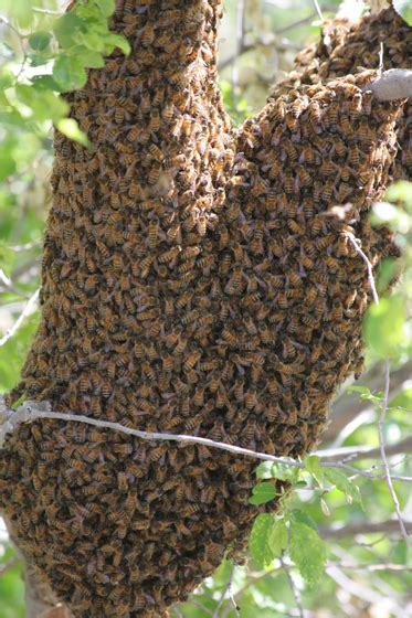 Bee Swarm - Apis mellifera - BugGuide.Net