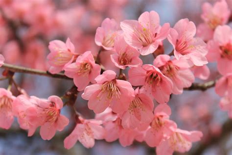 Bunga Plum, Bunga Sakura, dan Bunga Peach