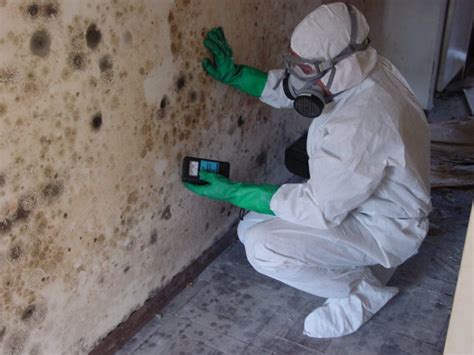 What Happens During Mold Remediation - 5 Steps to Know - Yellow Restoration