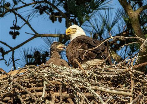 Pair of baby eagles spotted at Kingwood Country Club