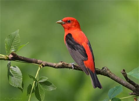 Scarlet Tanager | Audubon Field Guide