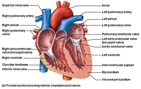 Interventricular Septum Parts