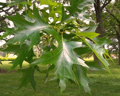 Oak Leaf Identification