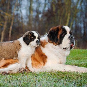 How Much Do St Bernard Puppies Cost